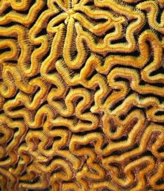 Texture organique